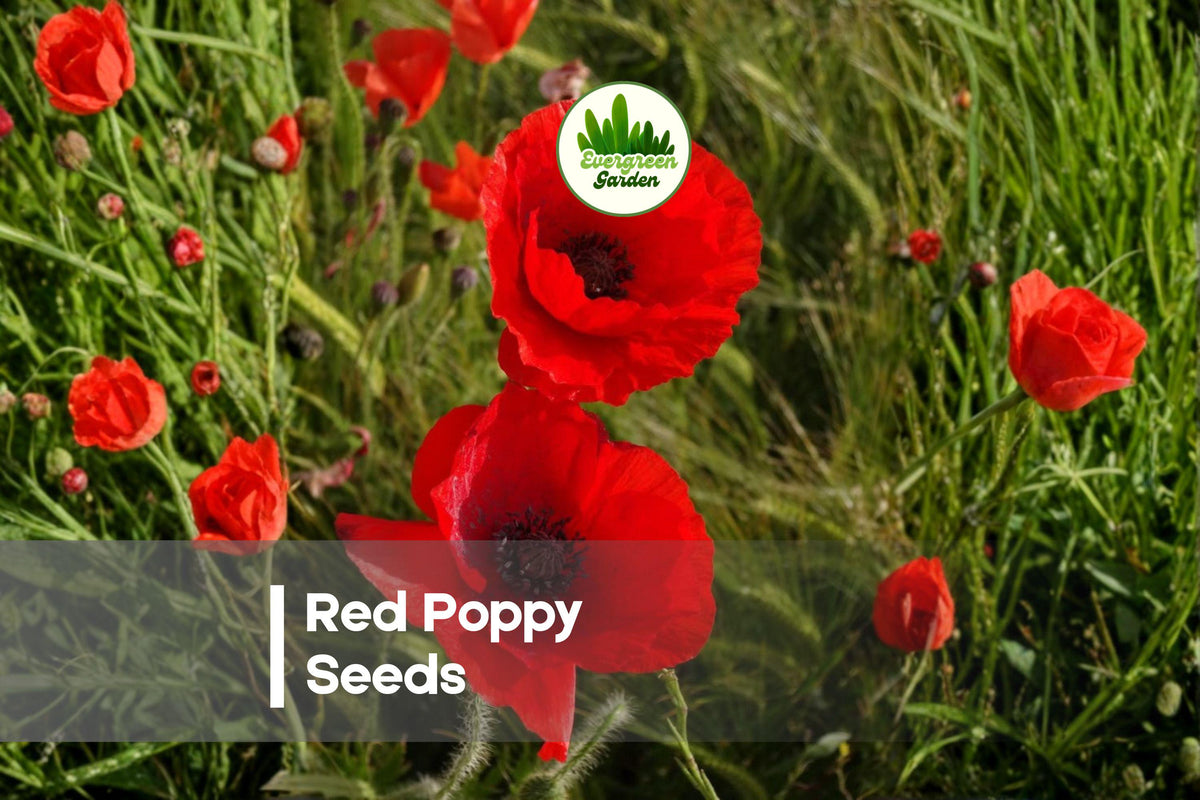 1000 Red Poppy Seeds - Bright Scarlet Flowers, Wildflower & Meadow Planting, Papaver rhoeas