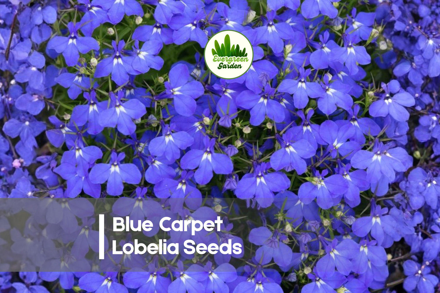 Blue Carpet Lobelia Seeds – Lobelia erinus, Vibrant Blue Flowers, Ground Cover, Container, Border, Annual Plant, Easy to Grow