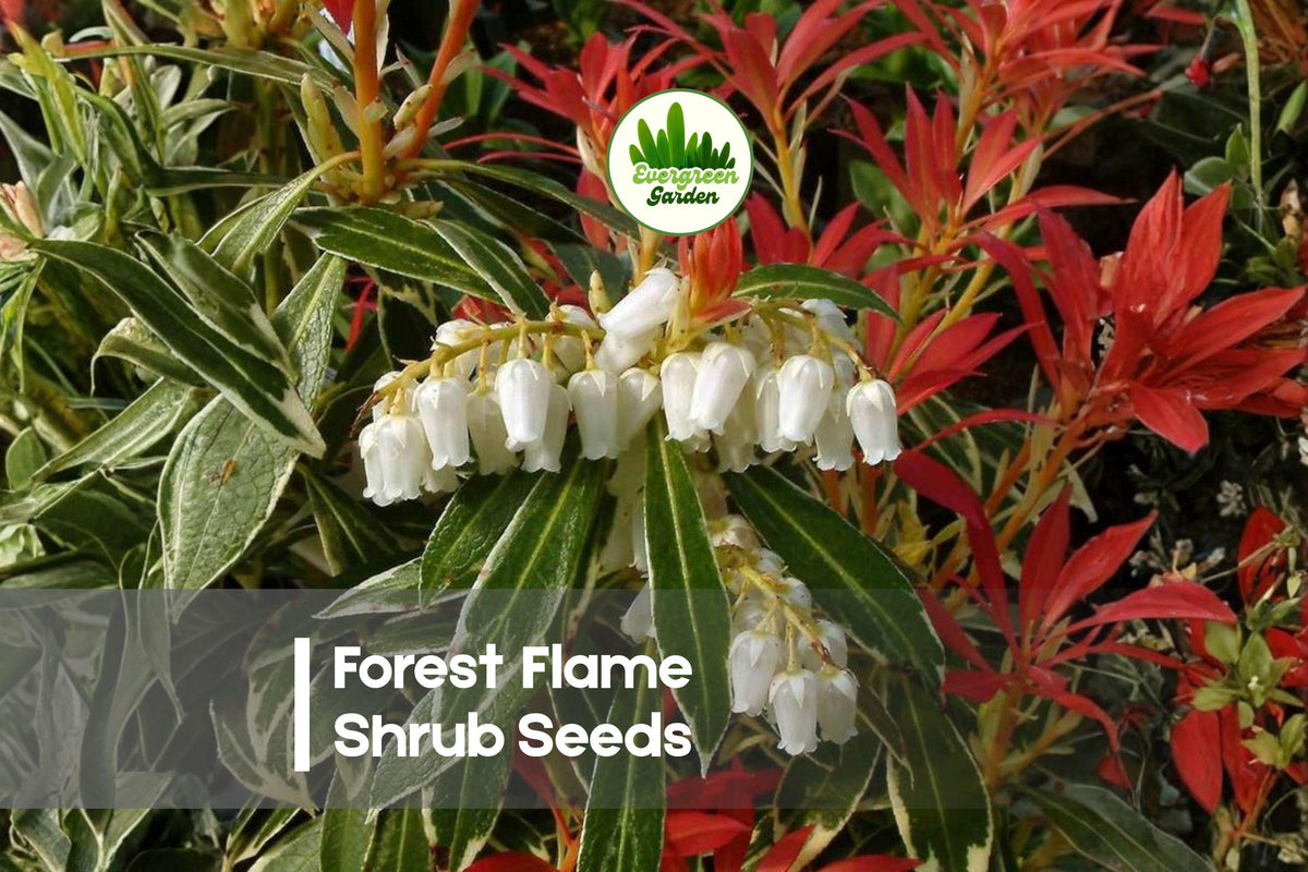 Forest Flame Shrub Seeds - Pieris japonica Evergreen Ornamental Bush with Color-Changing Foliage