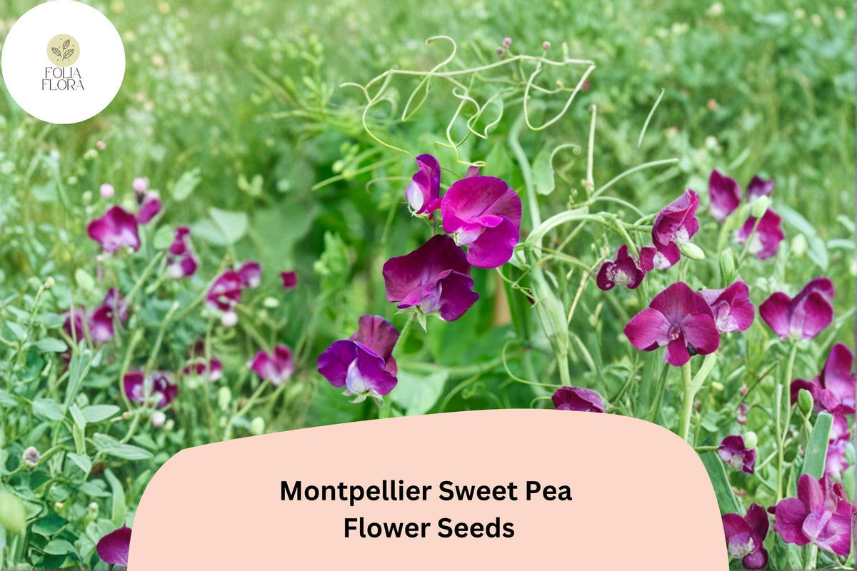 Montpellier Sweet Pea Seeds | Climbing Flower Vine | Lathyrus odoratus | Ornamental Garden Plant