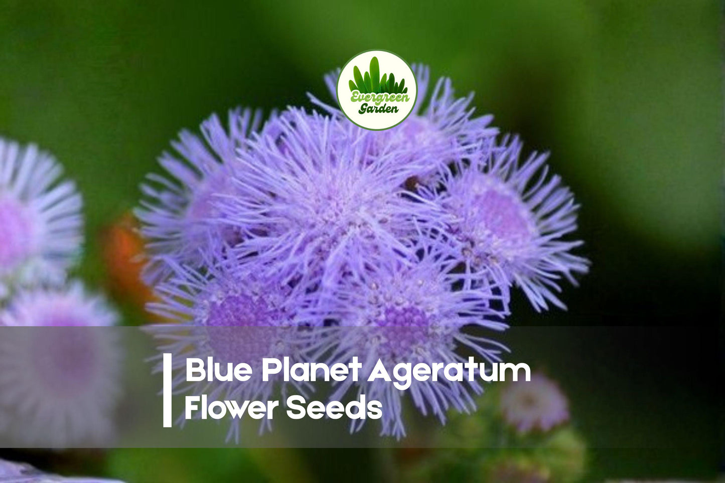 Blue Planet Ageratum Flower Seeds - 500 Pack, Vibrant Blue, Compact Annual, Ageratum houstonianum for Borders & Containers