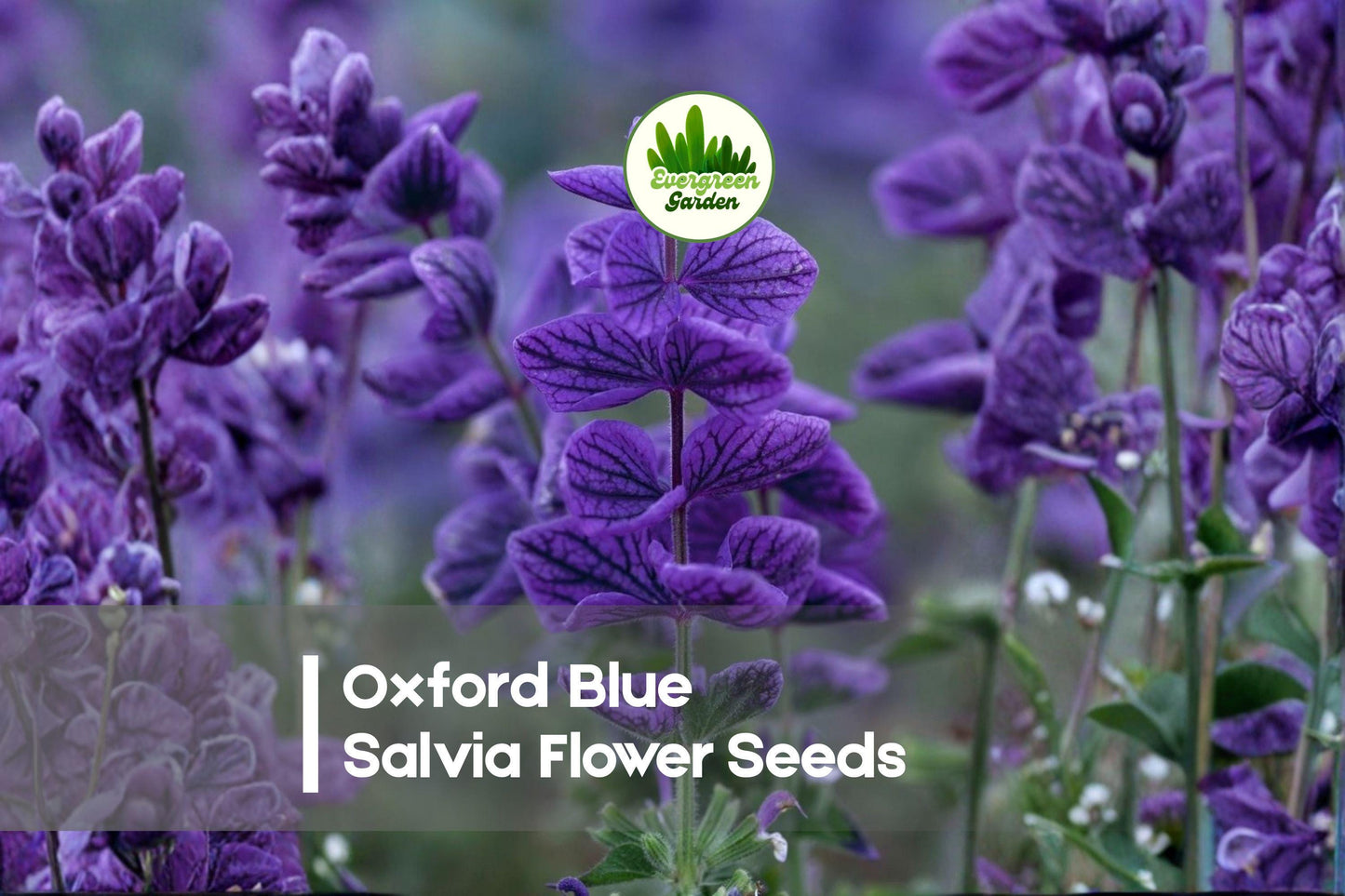 100 Oxford Blue Salvia Flower Seeds - Deep Blue Blooms, Pollinator-Friendly, Salvia farinacea, Annual/Perennial