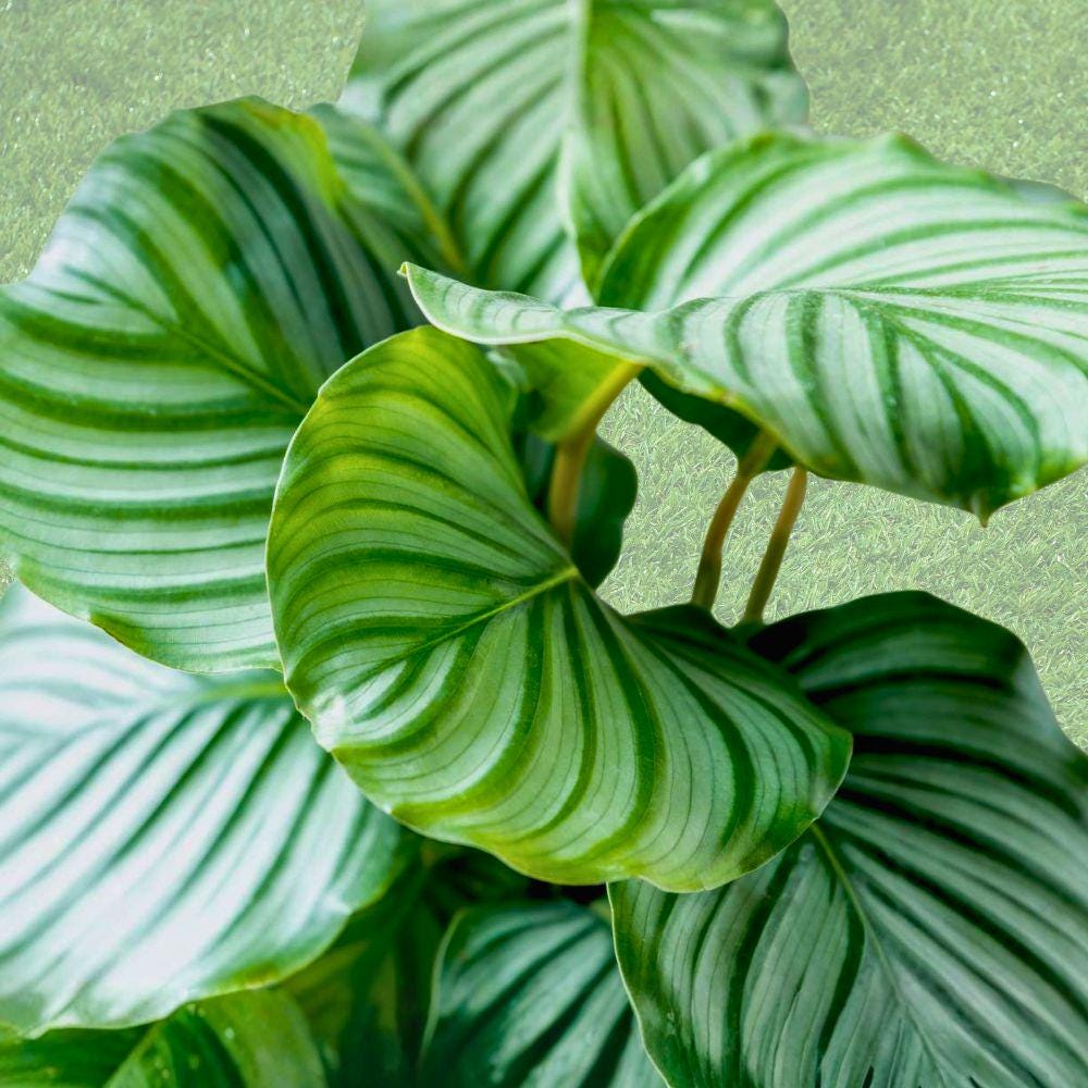 25+ Calathea Orbifolia Seeds, Tropical Houseplant, Foliage Plant, Indoor Garden, Goeppertia orbifolia