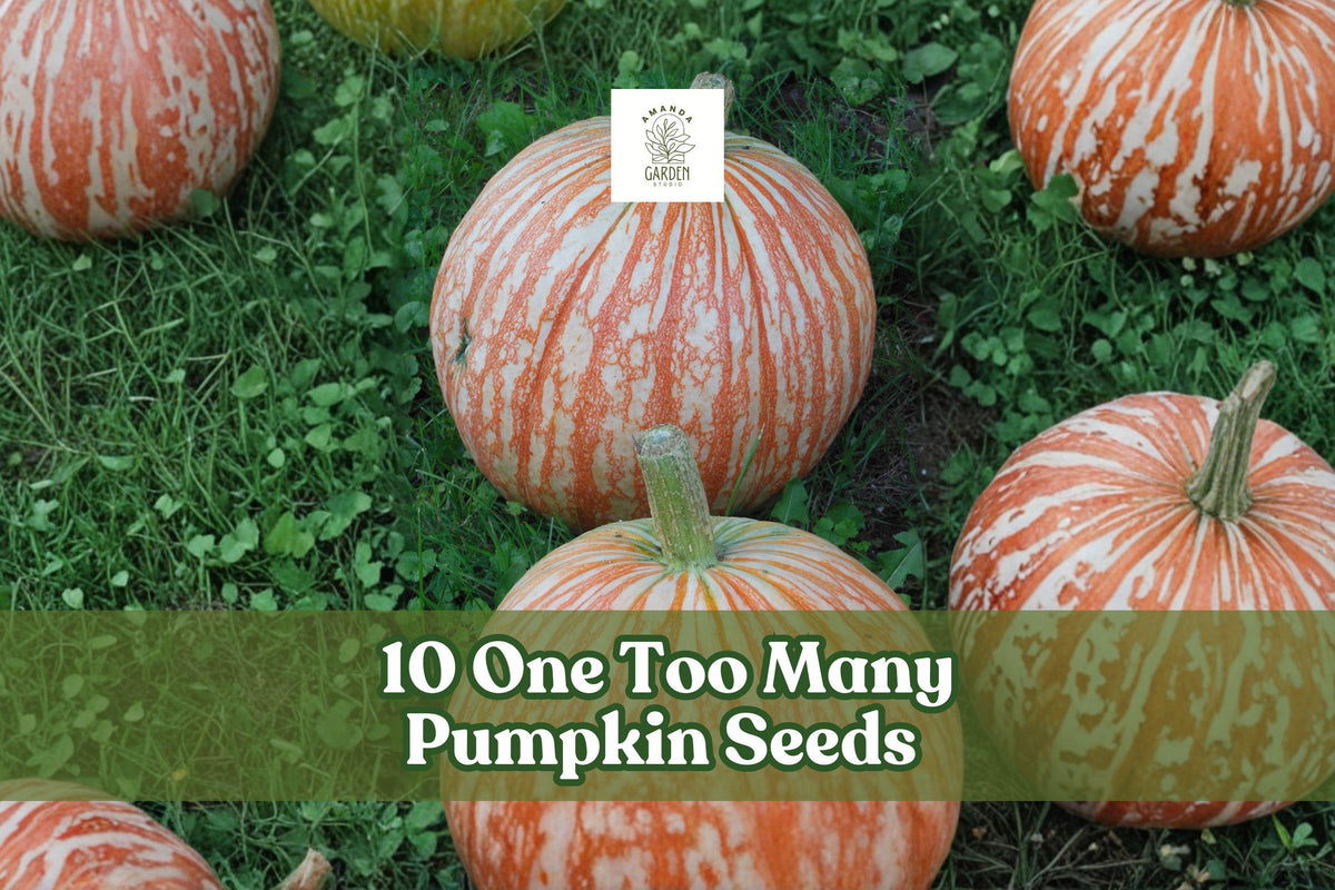 One Too Many Pumpkin Seeds – Rare Striped Cucurbita pepo for Ornamental and Fall Garden Displays, Vining Pumpkin Plant