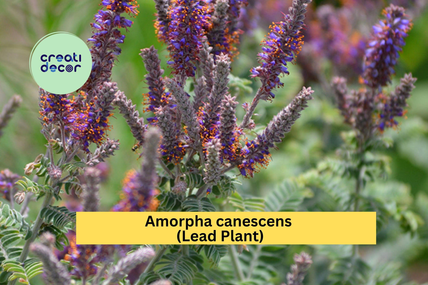 Amorpha Canescens Seeds – Lead Plant Native Perennial for Dry Soils, Drought-Tolerant Pollinator Wildflower, 50 Seeds