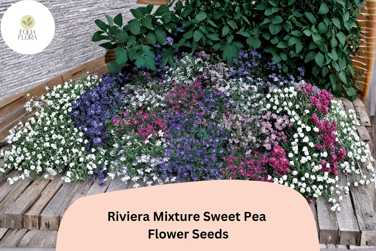 Riviera Mixture Sweet Pea Seeds | Climbing Flowering Vine | Fragrant Pink, Red, Purple, White | Lathyrus odoratus