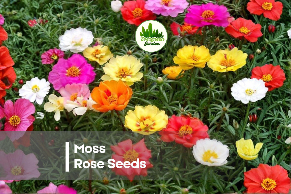 1000 Moss Rose Seeds Portulaca grandiflora Drought-Tolerant Annual for Ground Cover, Borders, Pots