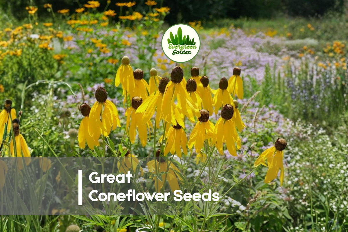 Rudbeckia maxima Seeds - 100 Tall Yellow Blooms for Pollinator Gardens, Borders, Wildflower Planting