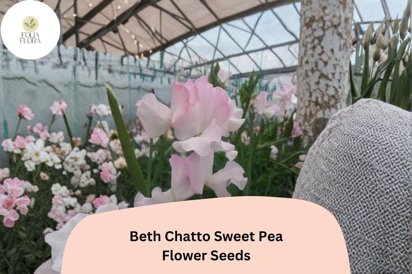 Sweet Pea Seeds 50+ Pink Lathyrus odoratus Annual Flower for Trellises & Cut Flowers