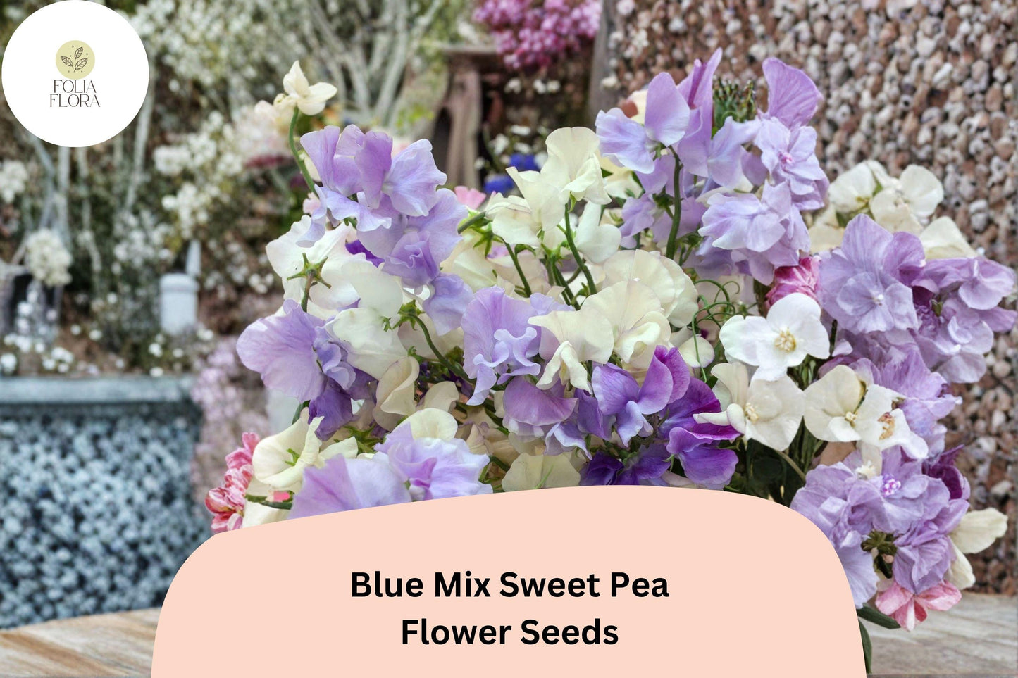 Blue Mix Sweet Pea Seeds | Climbing Annual Flower | Fragrant Lathyrus odoratus | Blue, Lavender & Purple Blooms