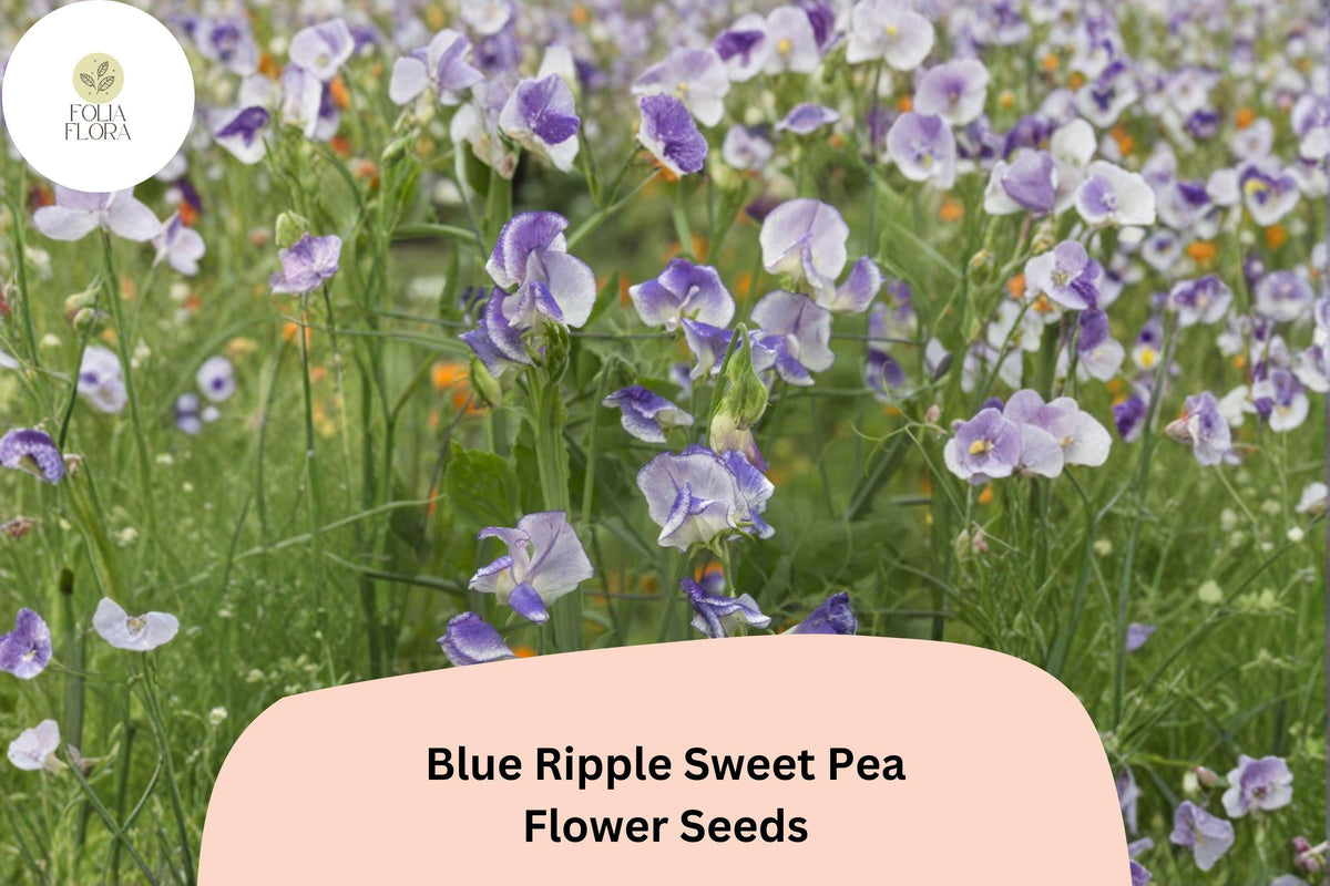 Blue Ripple Sweet Pea Seeds | Bi-Color Blue & White Fragrant Climbing Vine | Lathyrus odoratus