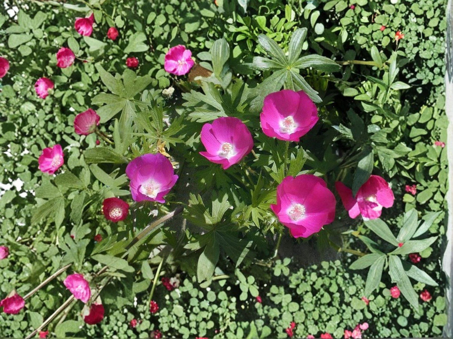 Callirhoe involucrata Purple Poppy Mallow Seeds – Native Perennial Wildflower Groundcover for Pollinators