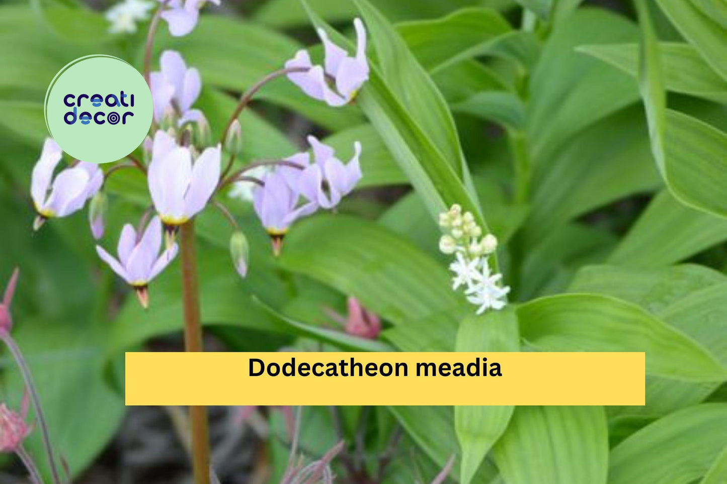 Dodecatheon meadia Seeds – Midland Shooting Star Perennial Wildflower for Shade & Woodland Gardens – 100 Seeds