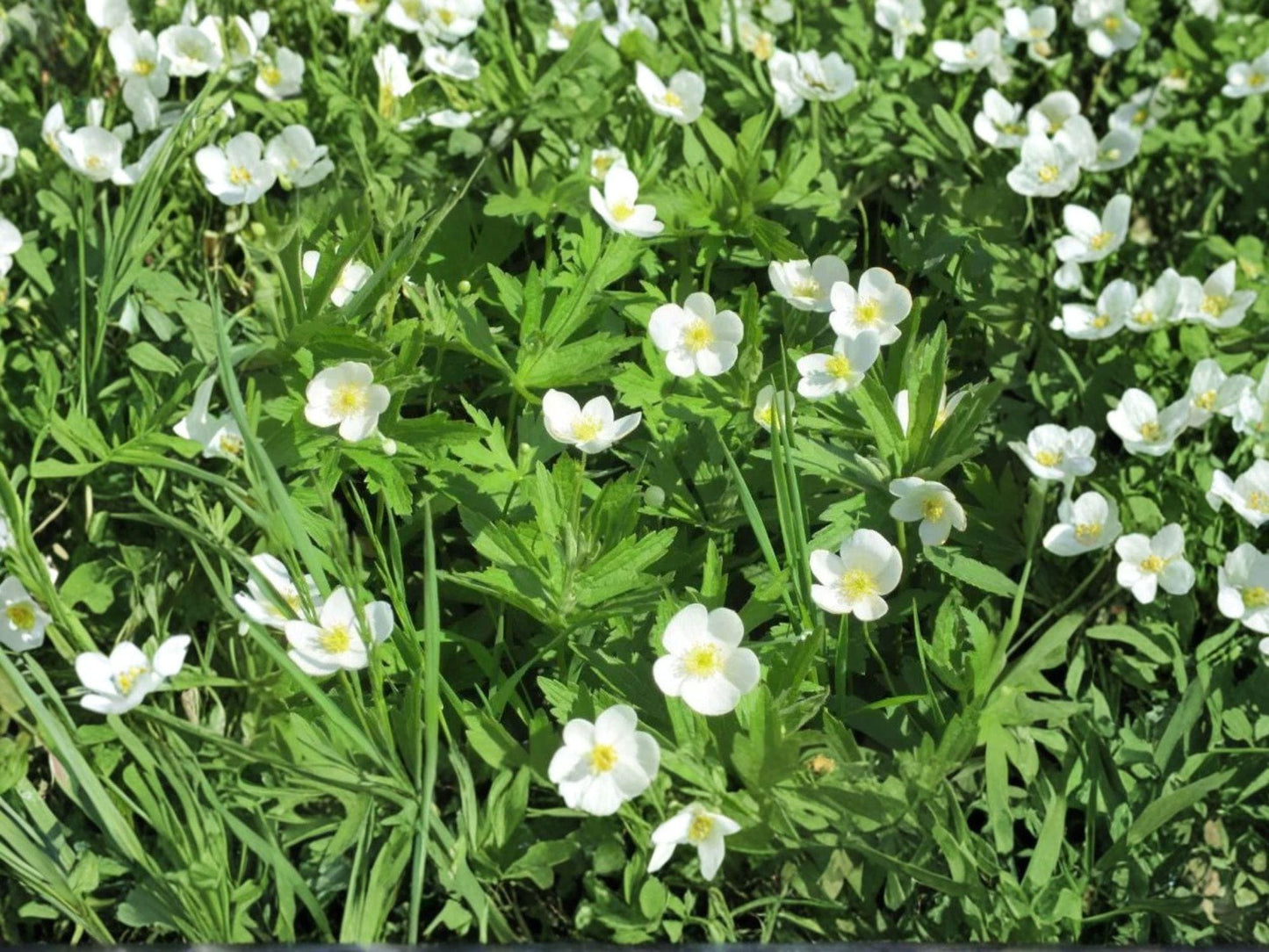 Canada Anemone Seeds (Anemone canadensis) – Native Perennial Wildflower, Groundcover, Pollinator Plant, White Flowers, Zone 3-8
