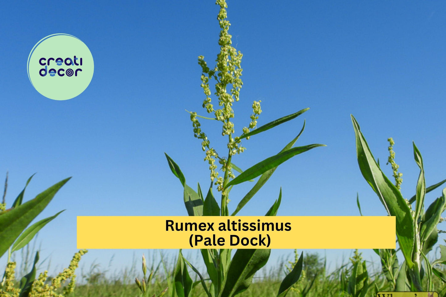 Rumex altissimus Seeds – Native Pale Dock Perennial for Wetlands, Rain Gardens & Restoration, 100 Seeds