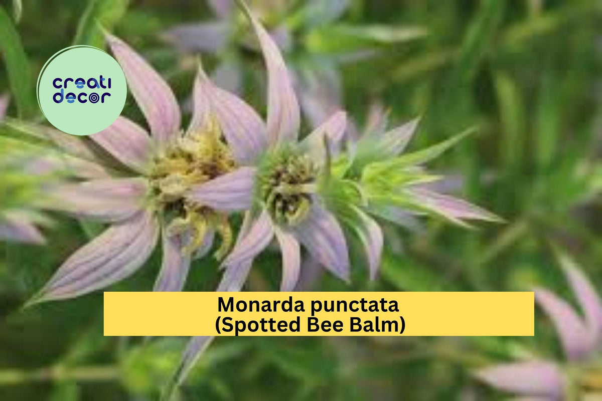 Monarda punctata Seeds – Spotted Bee Balm Wildflower for Pollinators, Drought-Tolerant Native Plant, Dry Garden, 100 Seeds