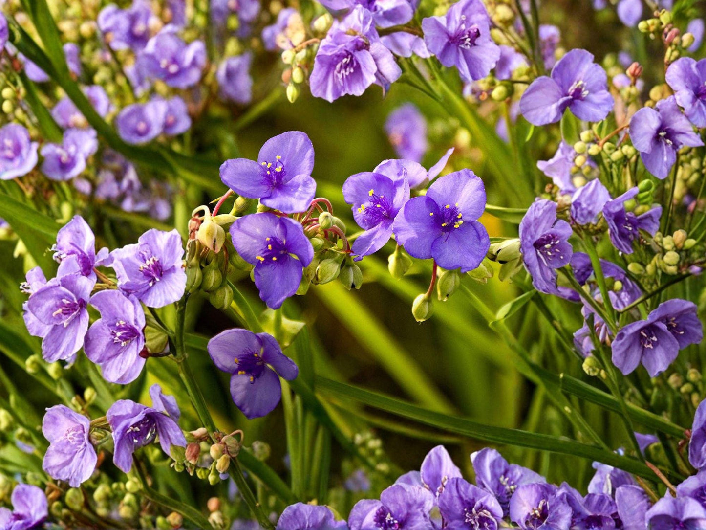 Tradescantia bracteata Prairie Spiderwort Seeds – Native Perennial Wildflower for Pollinator Gardens, Drought Tolerant, 150 Seeds