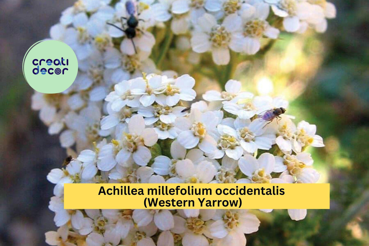 Achillea occidentalis Seeds (500) | Western Yarrow | Drought-Tolerant Native Perennial for Pollinators & Dry Gardens