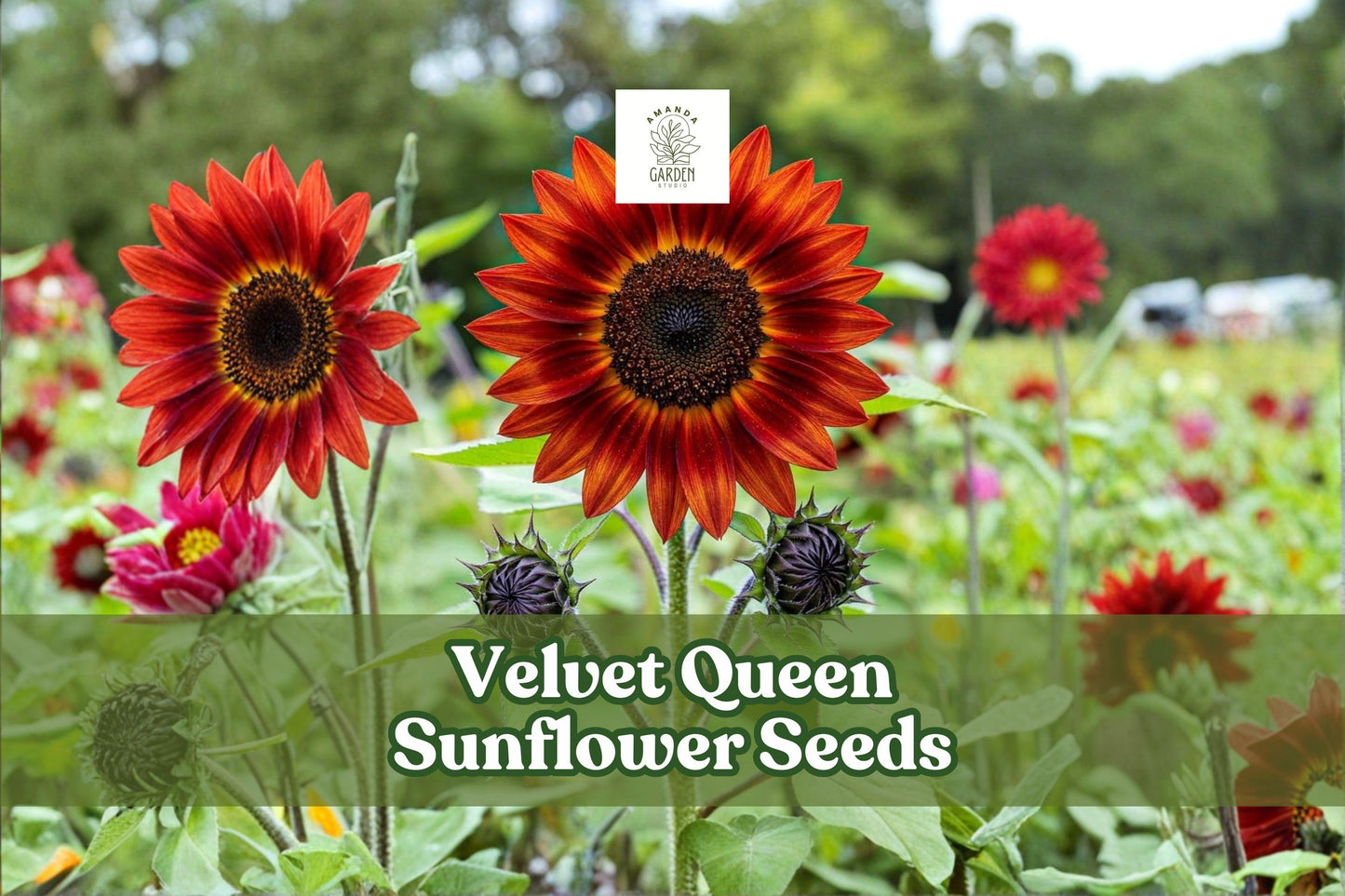 50 Velvet Queen Sunflower Seeds – Deep Red Burgundy Helianthus annuus for Garden Beds & Cut Flowers