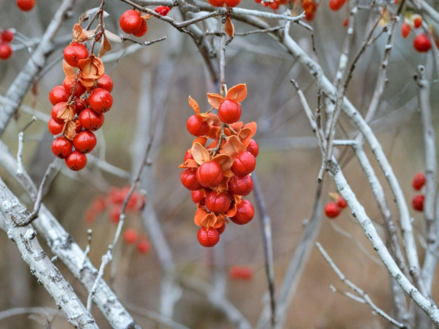 American Bittersweet Seeds | Native Perennial Woody Vine | Fall Berries & Wildlife Plant | Celastrus scandens