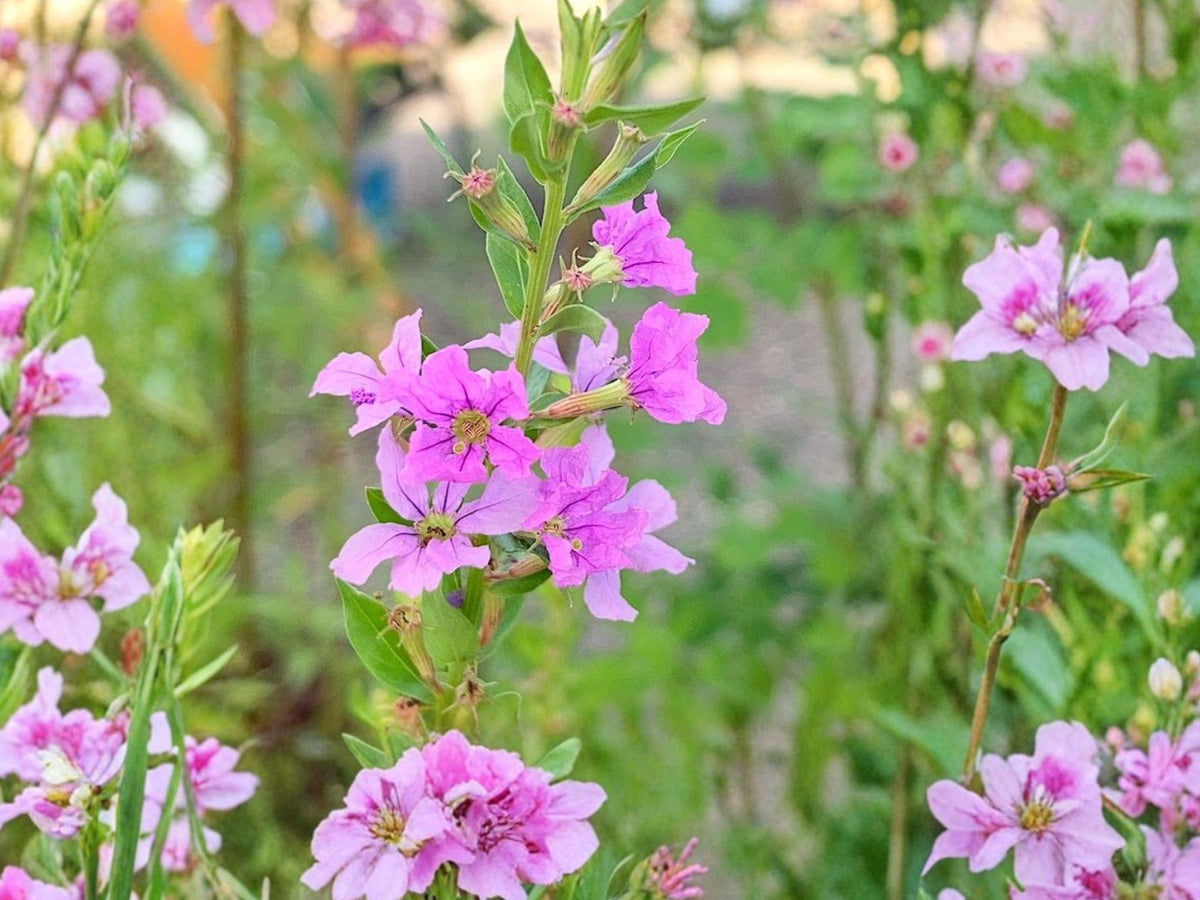 Lythrum alatum Winged Loosestrife Seeds | Native Perennial Wildflower for Pollinators & Meadows