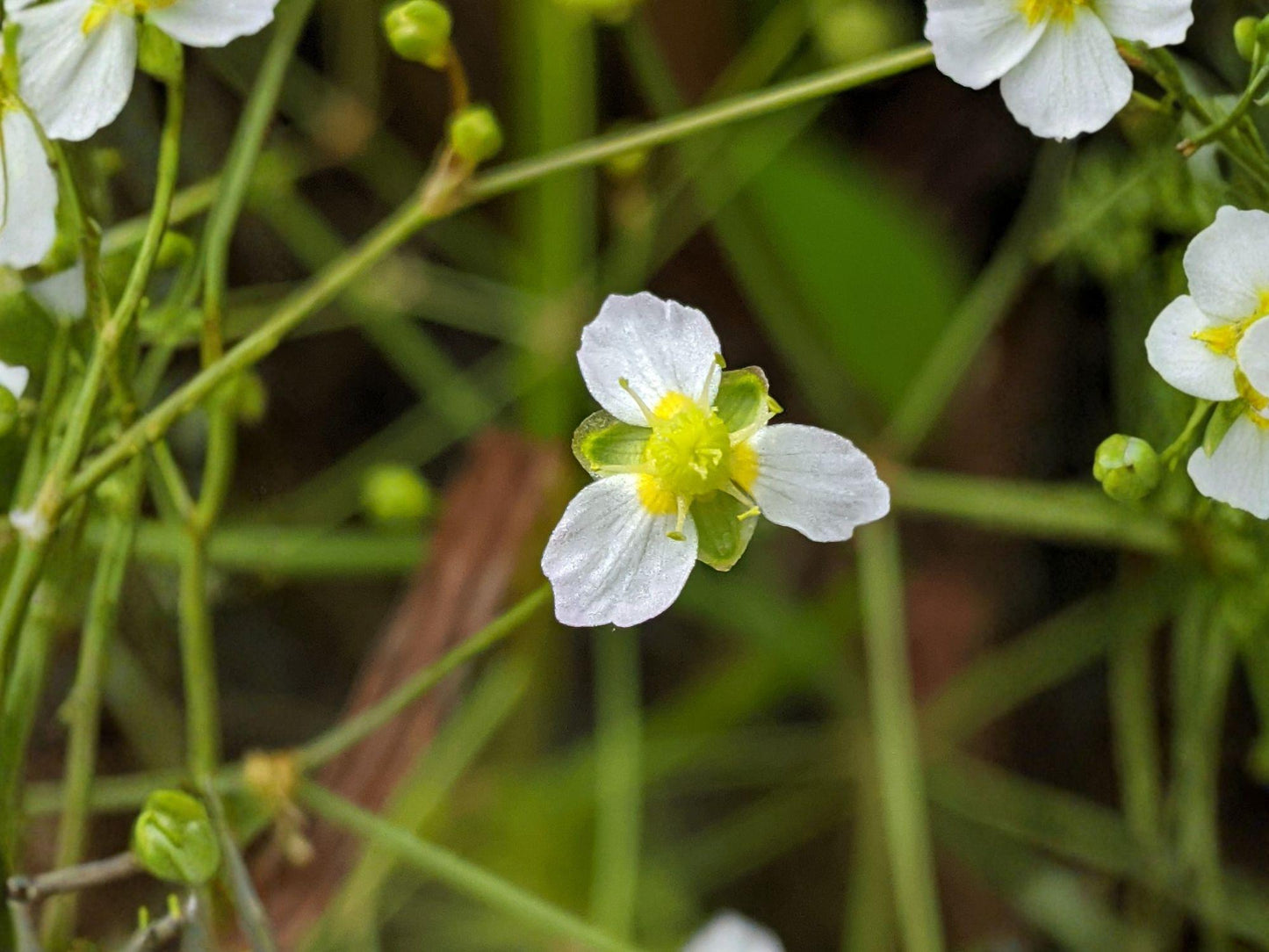 Alisma triviale Large-flowered Water Plantain Seeds | Native Aquatic Pond & Wetland Plant | 300 Seeds