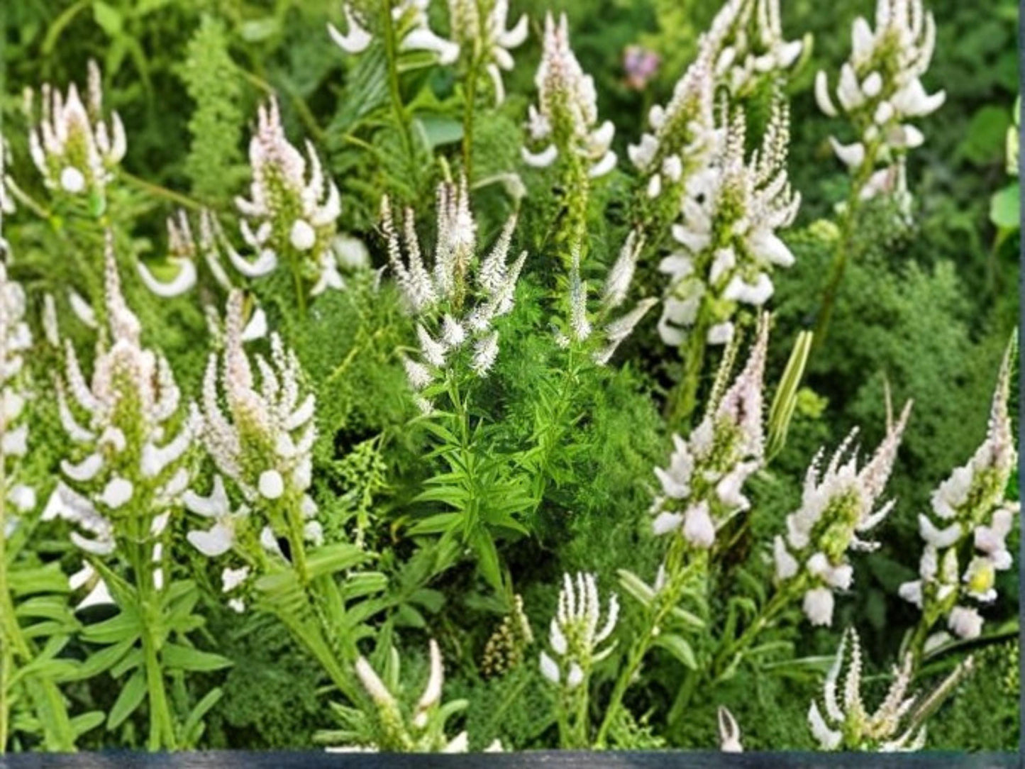Veronicastrum Virginicum Culver’s Root Wildflower Seeds – Native Prairie Pollinator Plant for Gardens and Restoration