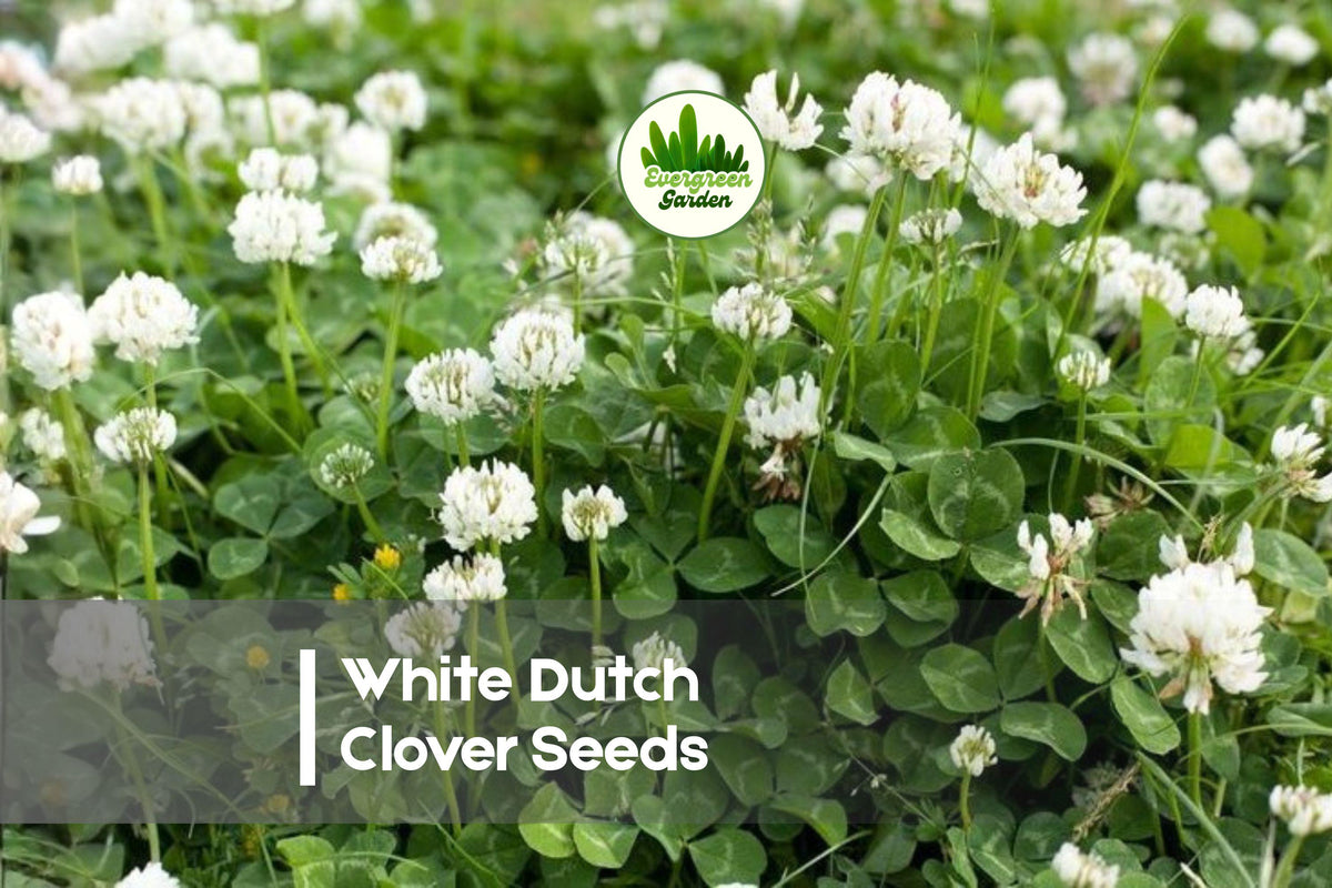 White Dutch Clover Seeds - Perennial Ground Cover, Trifolium repens, Lawn Alternative, Pollinator-Friendly, Erosion Control