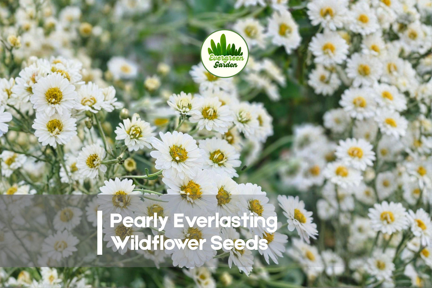 Pearly Everlasting Wildflower Seeds – 40 Anaphalis margaritacea Native Perennial for Dried Arrangements & Pollinator Gardens