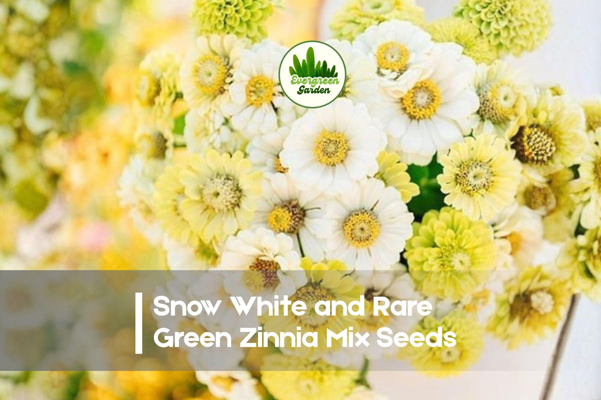 100 Zinnia elegans Seeds - Snow White & Rare Green Mix, Annual Flowers for Borders, Cut Flowers, Pollinator Gardens