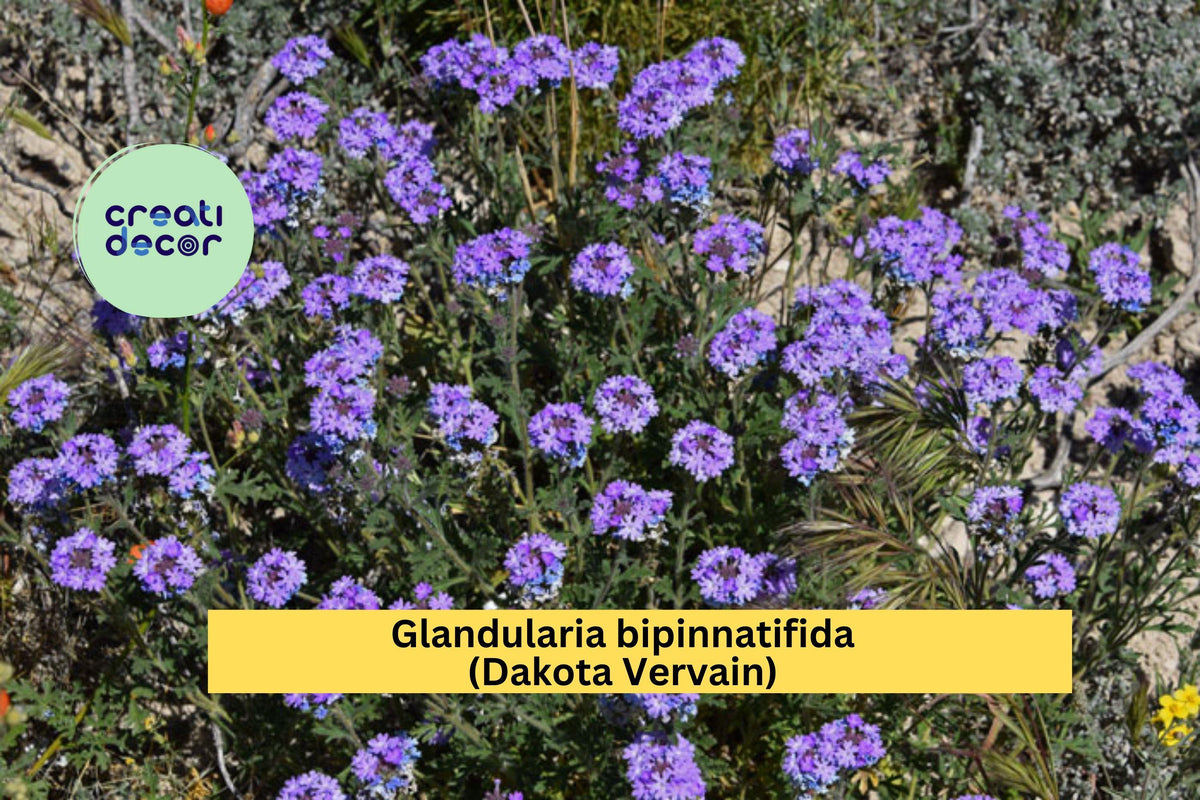 Glandularia bipinnatifida Seeds – Dakota Vervain, Native Purple Wildflower, Drought-Tolerant Annual for Pollinators & Meadows (50 Seeds)
