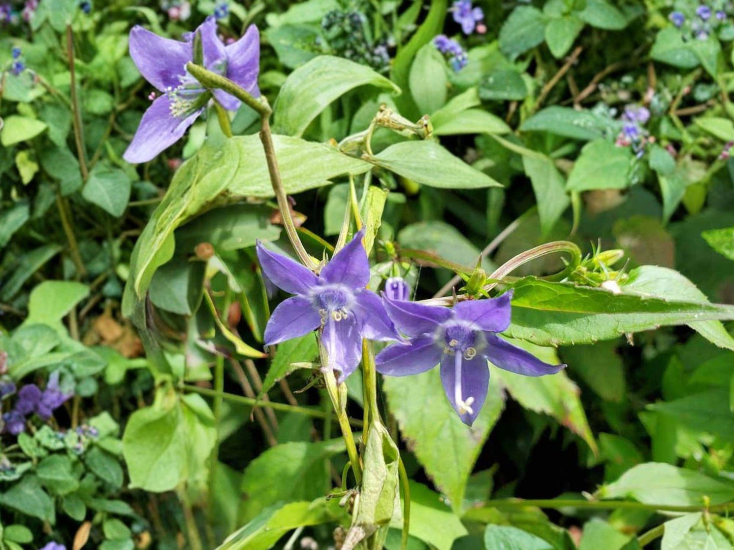 Campanula americana Tall Bellflower Seeds | Native Wildflower for Pollinator Gardens | Woodland & Shade Plant