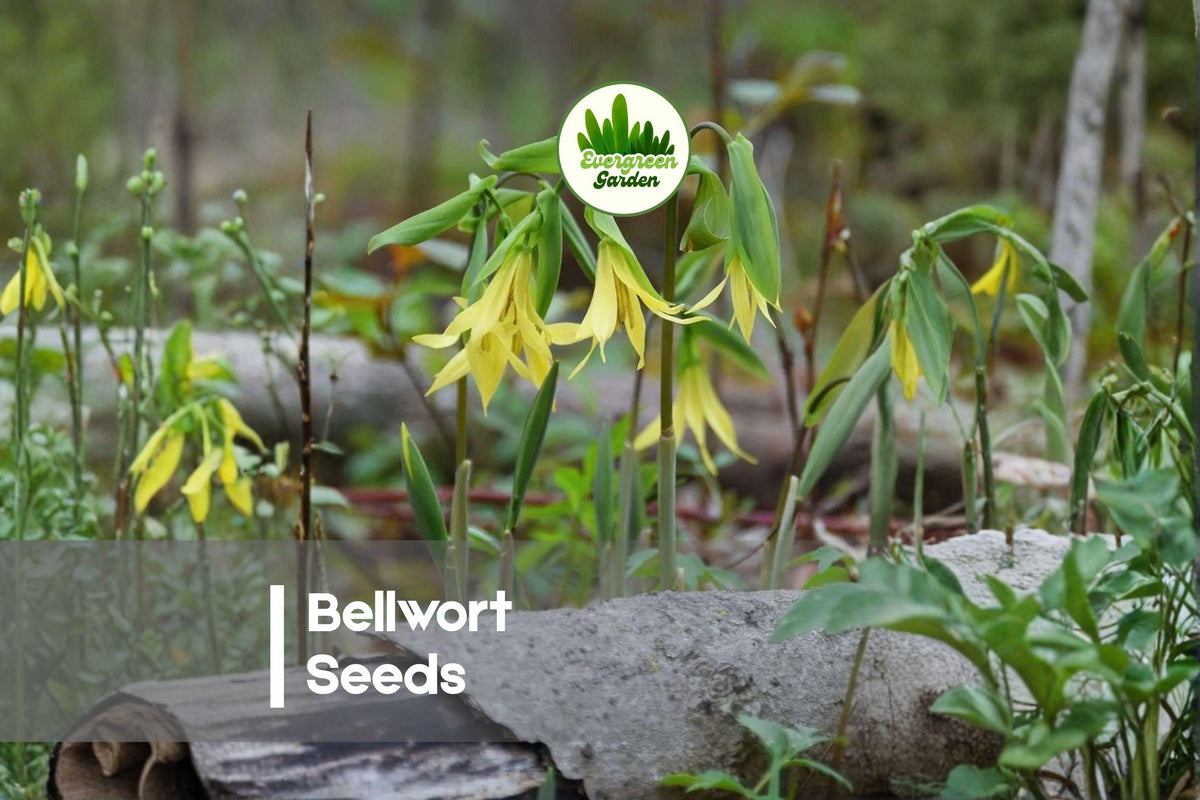 Bellwort Seeds - 10 Pack, Shade-Loving Perennial with Nodding Yellow Blooms, Uvularia Species for Woodland Gardens and Naturalized Areas