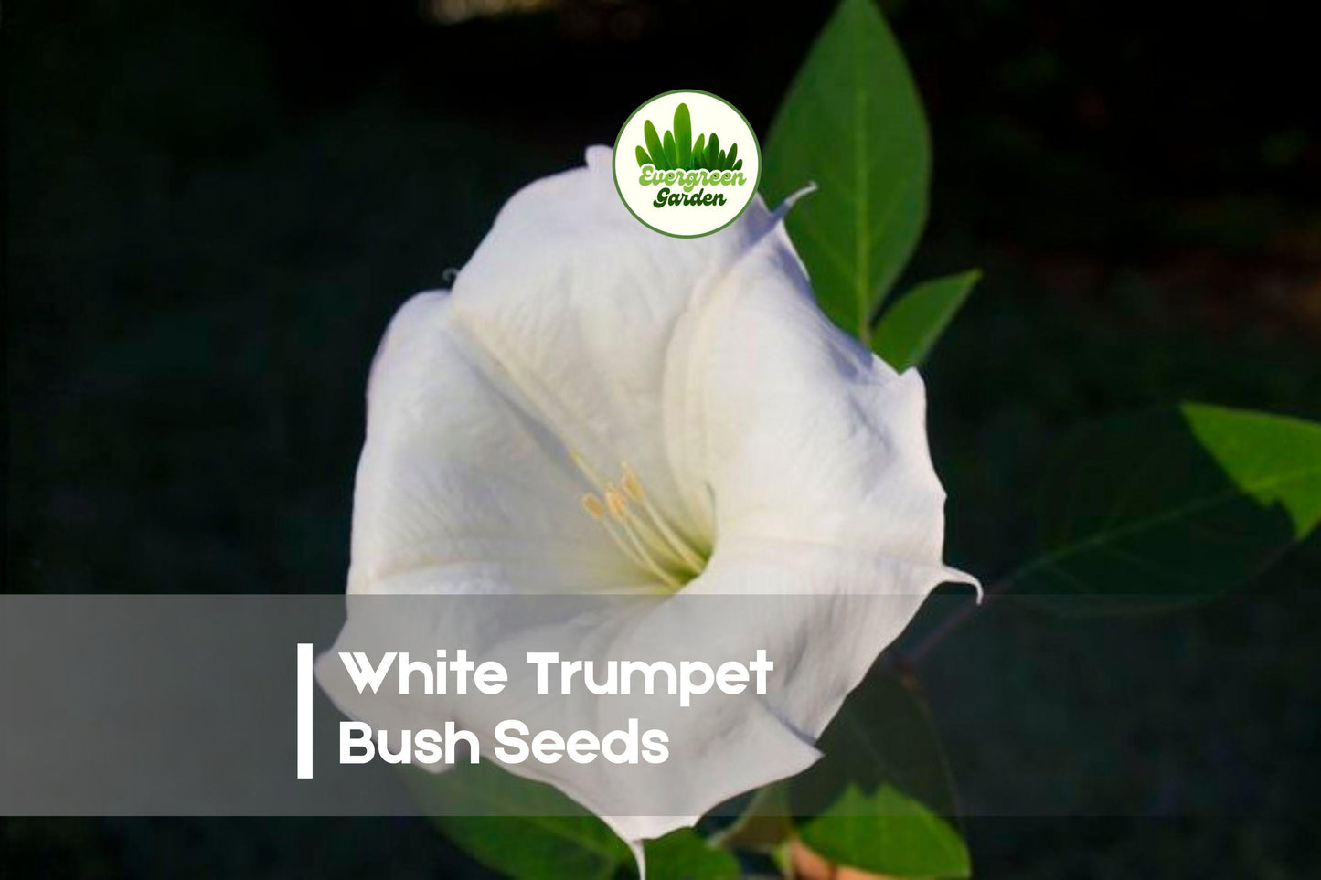 White Trumpet Bush Seeds - 20 Pack, Ornamental Shrub with Large White Trumpet Flowers, Tropical Look, Easy to Grow, Full Sun, Tabebuia/Tecoma