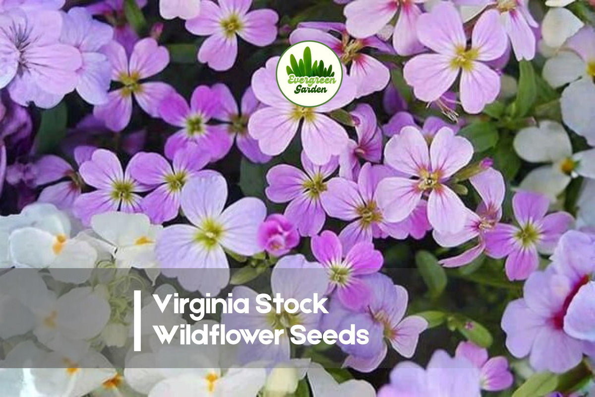Virginia Stock Wildflower Seeds - 100 Pack, Malcolmia maritima, Fragrant, Pastel Blooms, Annual, Cottage Garden, Borders, Cut Flowers