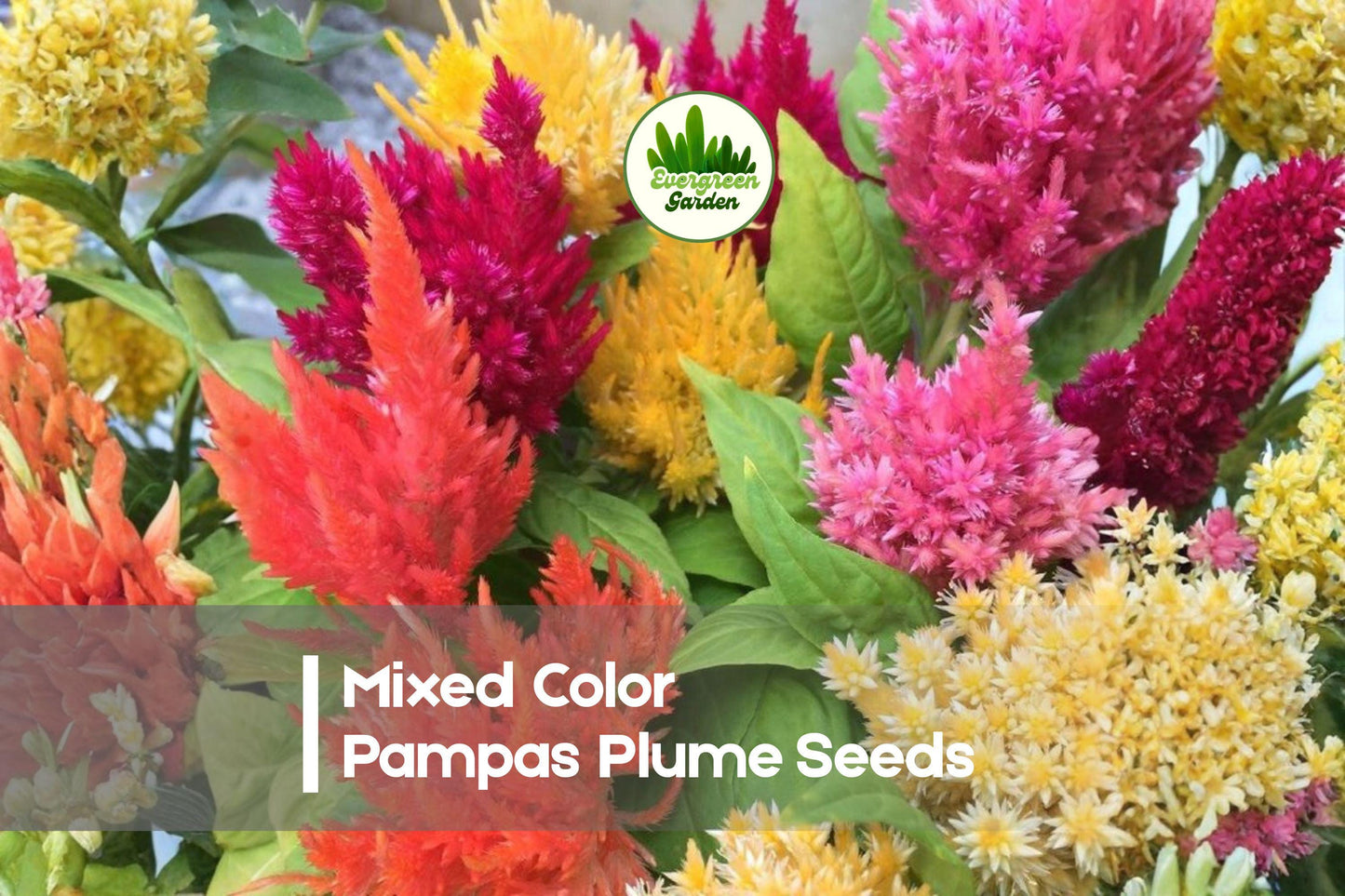 100 Mixed Color Pampas Plume Celosia Seeds | Feathery Annual Flower for Borders & Bouquets | Celosia argentea (Plumosa Mix)