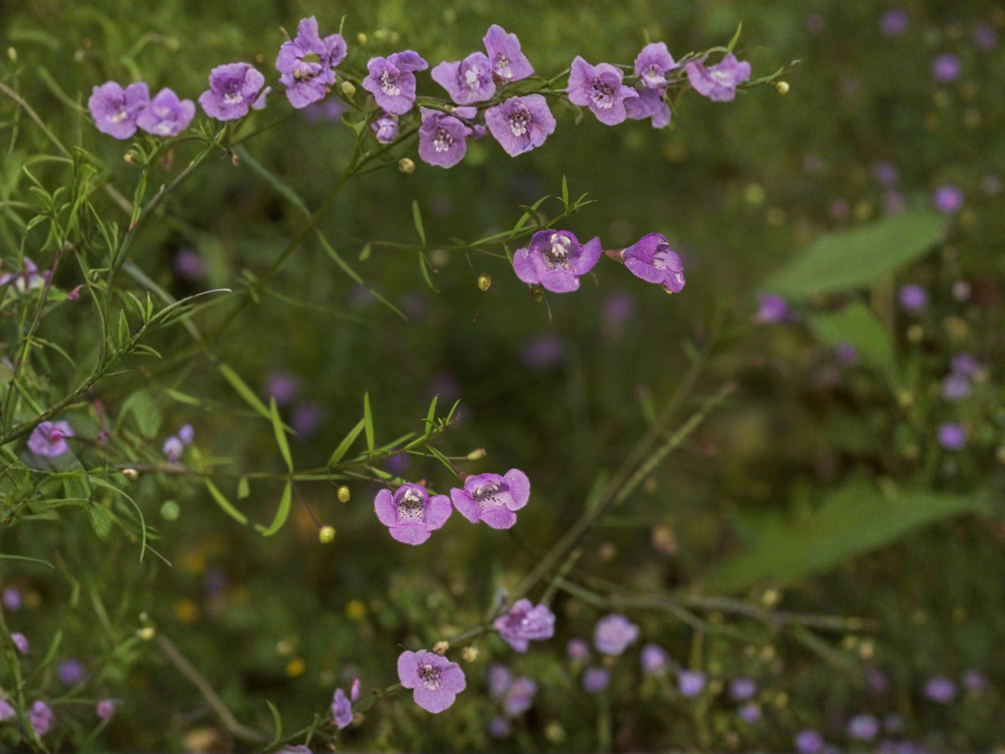 Agalinis tenuifolia Slender False Foxglove Seeds | Native Annual Wildflower for Prairie & Meadow Gardens