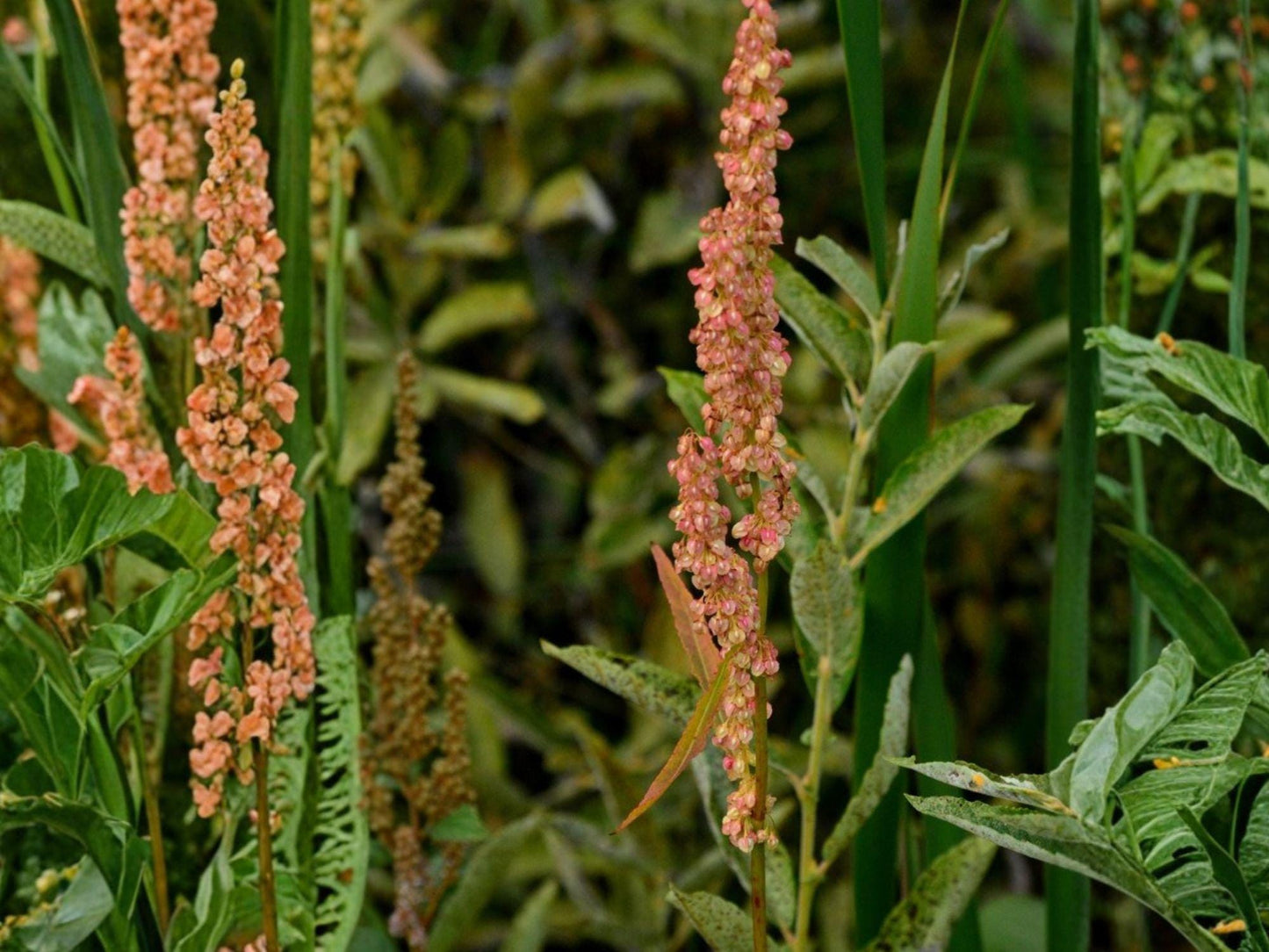 Great Water Dock Seeds – Native Wetland Perennial for Rain Gardens & Streambanks, Rumex orbiculatus, 100 Seeds