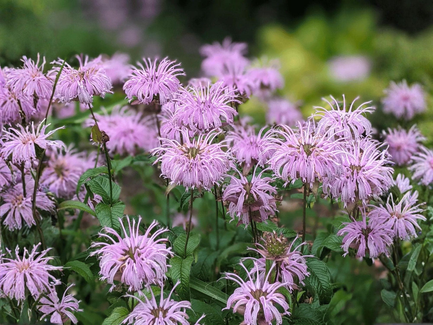 Wild Bergamot Seeds | Native Perennial Wildflower | Pollinator Magnet | Monarda fistulosa | 100 Seeds