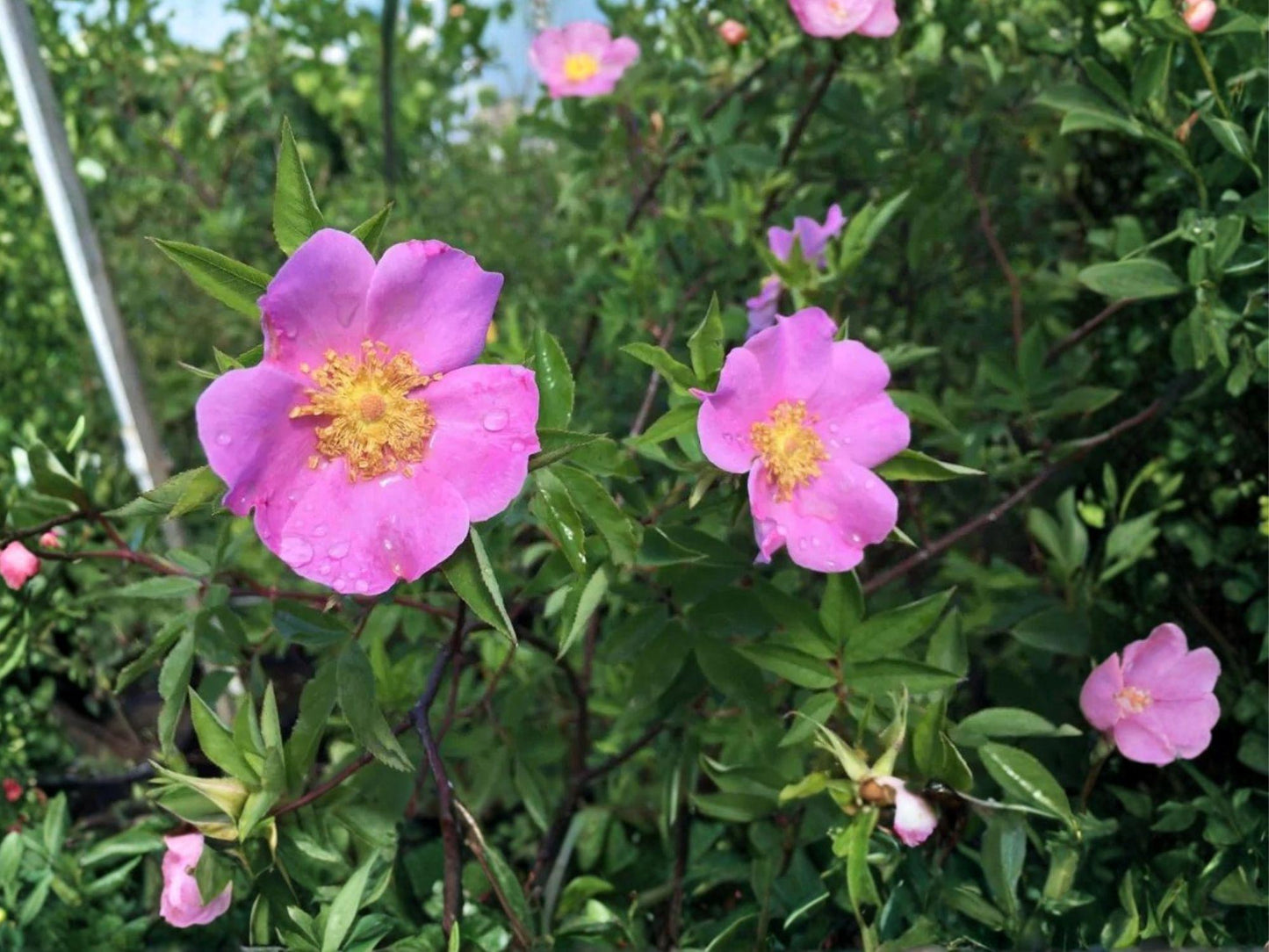 Rosa palustris Swamp Rose Seeds – Native Wetland Shrub for Pollinator Gardens & Wildlife Habitat