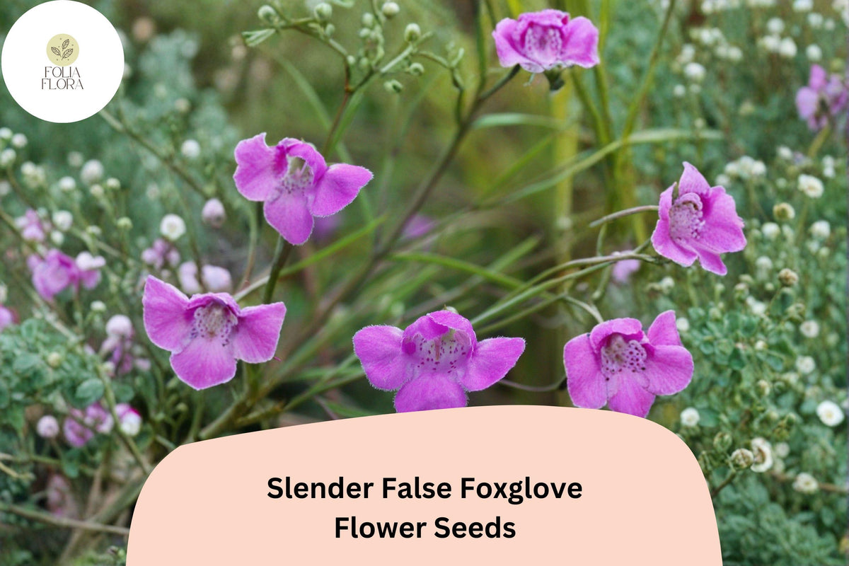 Agalinis tenuifolia Seeds | Native Pink Wildflower | Slender False Foxglove | Prairie Garden & Meadow Planting