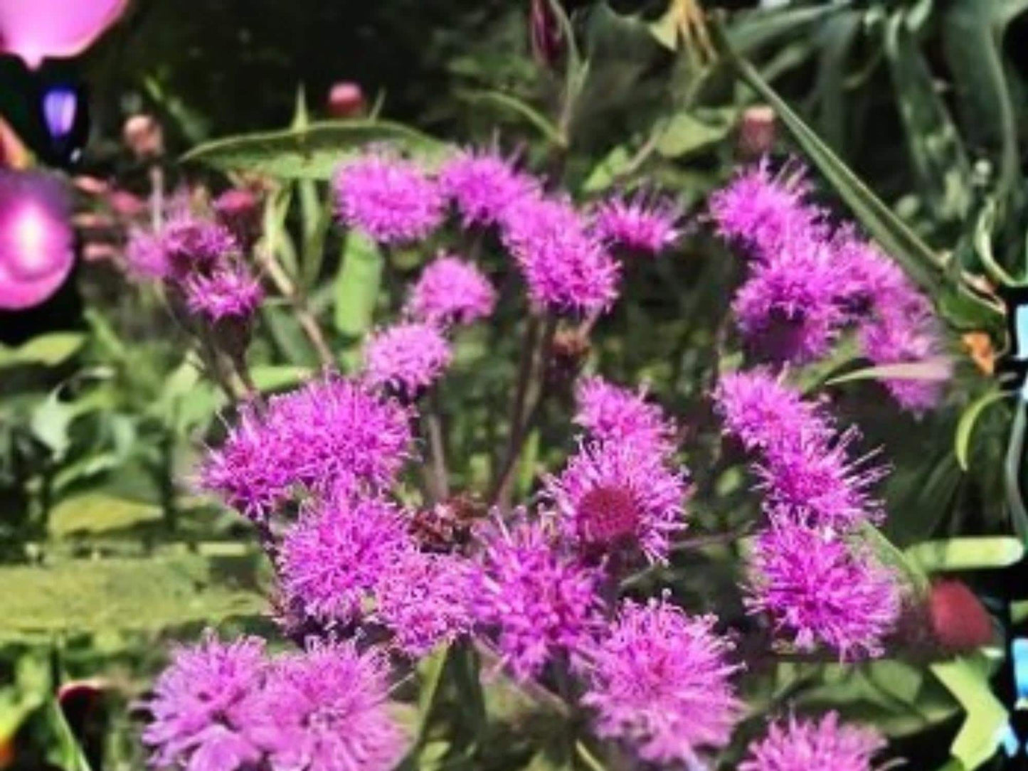 Vernonia noveboracensis New York Ironweed Seeds – Native Perennial Wildflower with Purple Fall Blooms, Pollinator Magnet, 100 Seeds