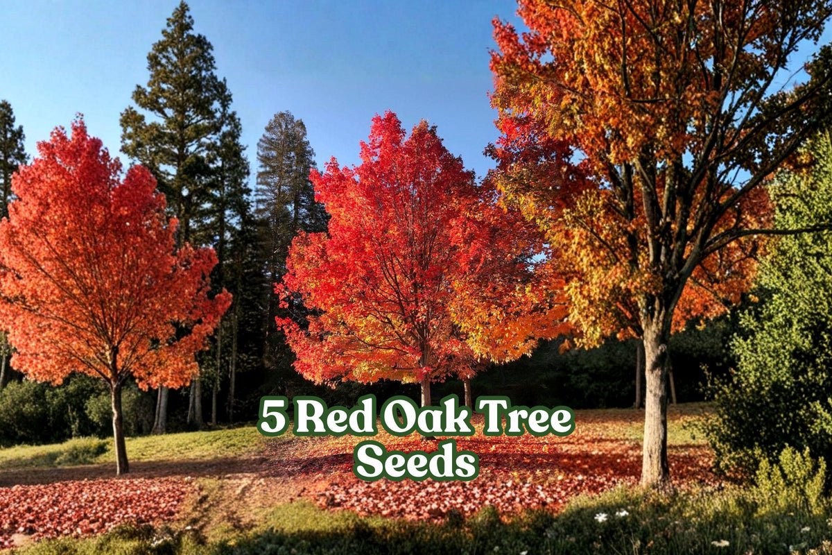 Red Oak Tree Seeds – Quercus rubra for Bonsai & Landscape Planting, Deciduous Hardwood, Fall Color, 5 Seeds