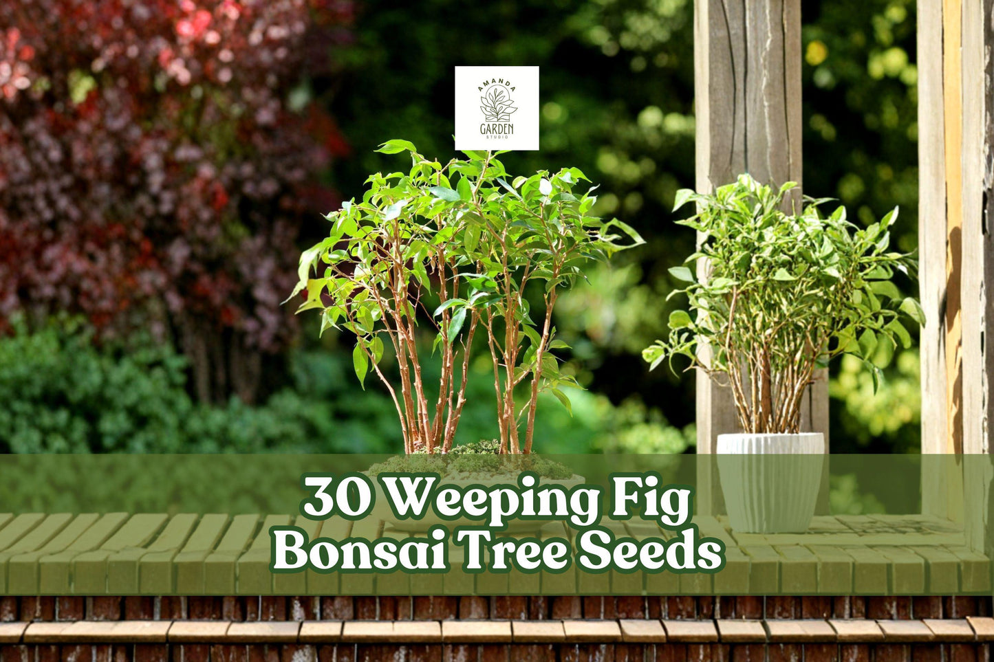 Weeping Fig Bonsai Tree Seeds 30 Pack | Ficus benjamina | Indoor & Outdoor Ornamental Planting
