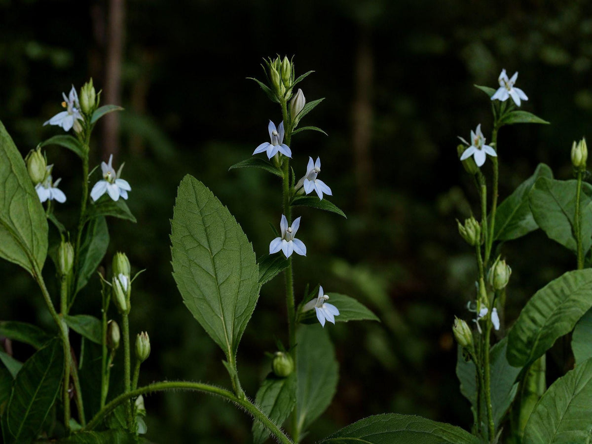 Lobelia inflata Indian Tobacco Seeds | Native Wildflower for Meadow & Woodland Gardens | Supports Pollinators