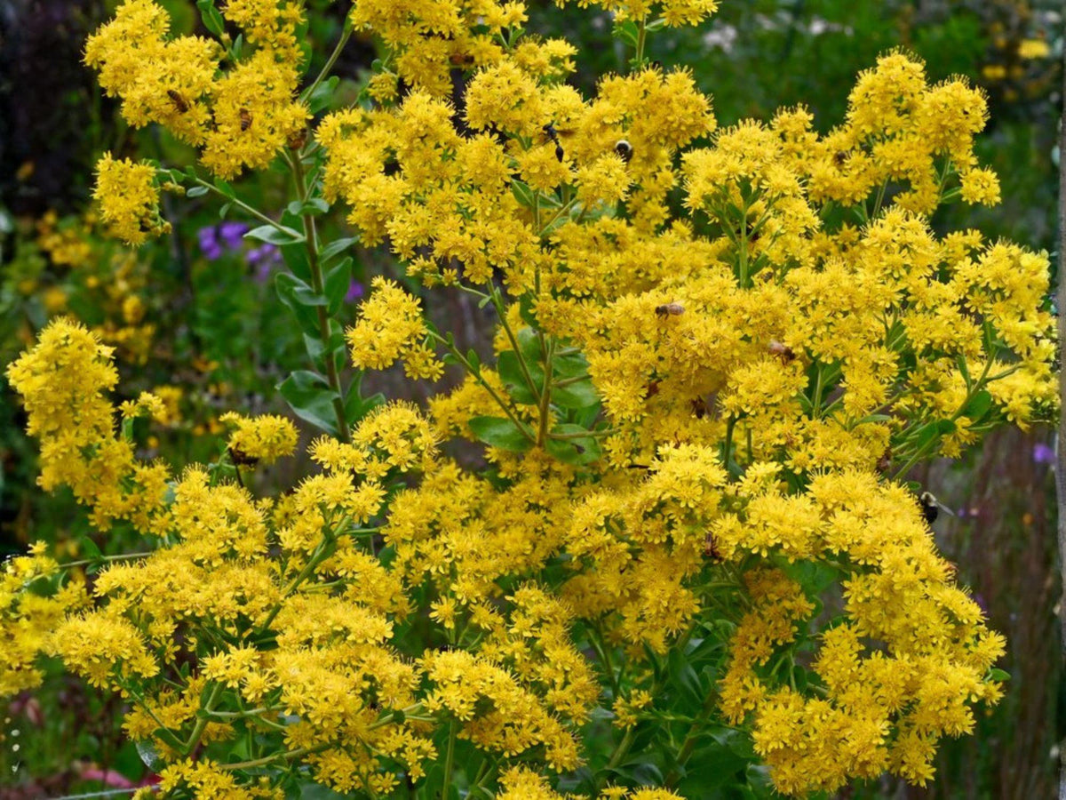 Stiff Goldenrod Seeds (Oligoneuron rigidum) – 100 Native Wildflower Seeds for Prairies & Pollinators