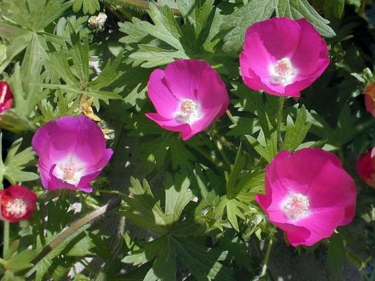 Purple Poppy Mallow Seeds – Callirhoe involucrata – Native Wildflower Groundcover for Pollinators & Xeriscape Gardens