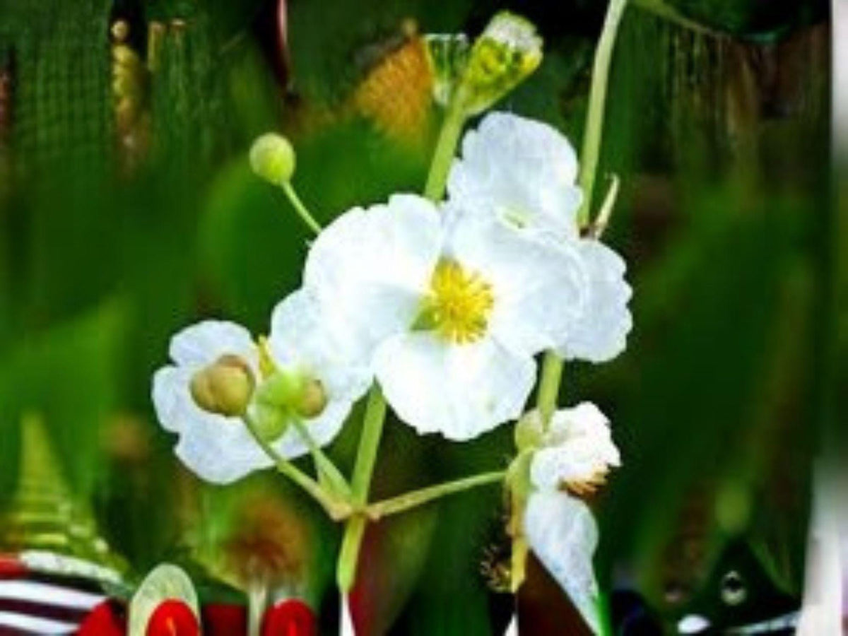 Common Arrowhead Seeds, Sagittaria latifolia, 500 Native Aquatic Seeds for Ponds, Wetlands & Water Gardens