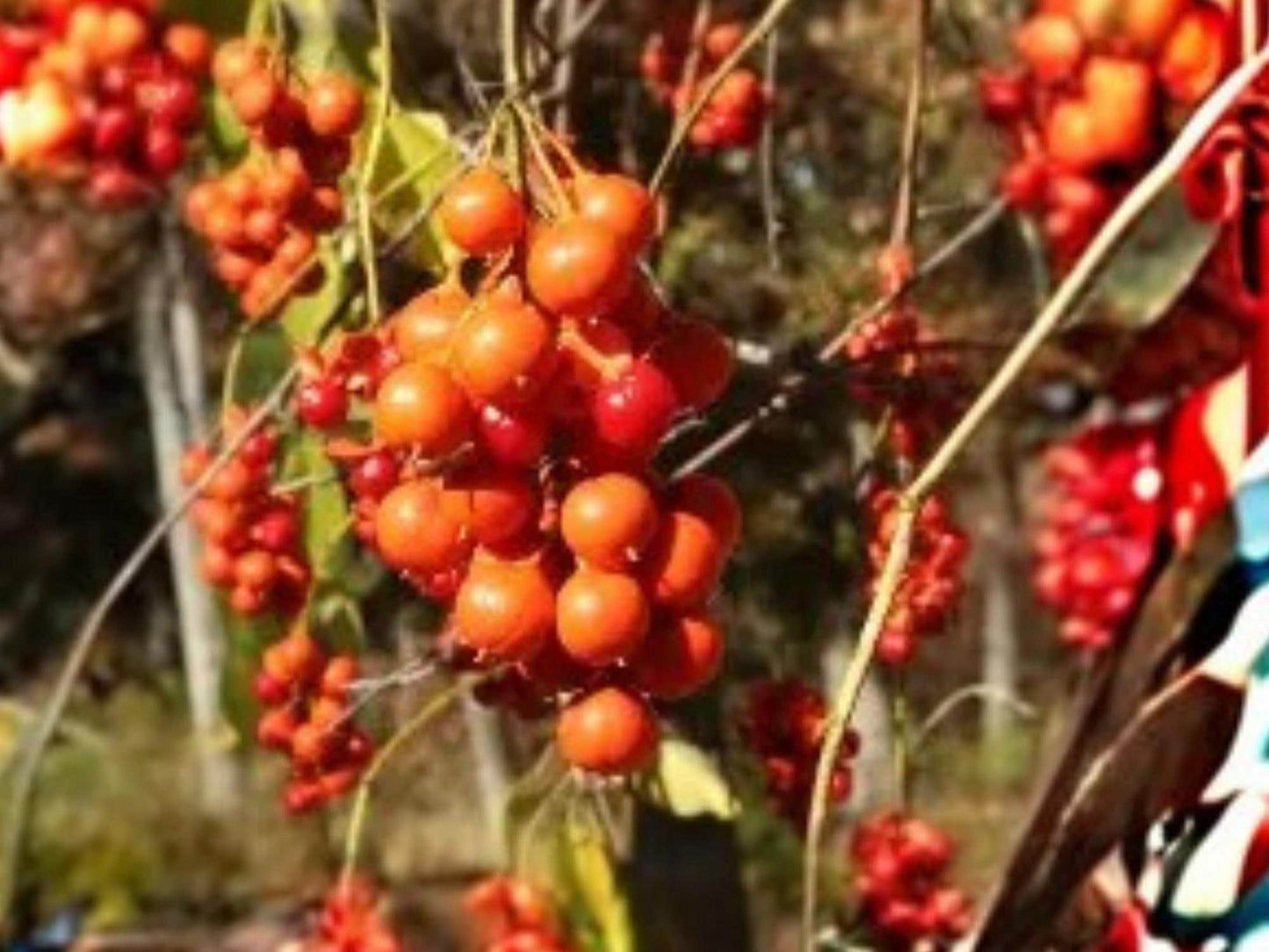 Celastrus scandens American Bittersweet Vine Seeds – Native Climbing Plant with Orange Berries for Wildlife Gardens