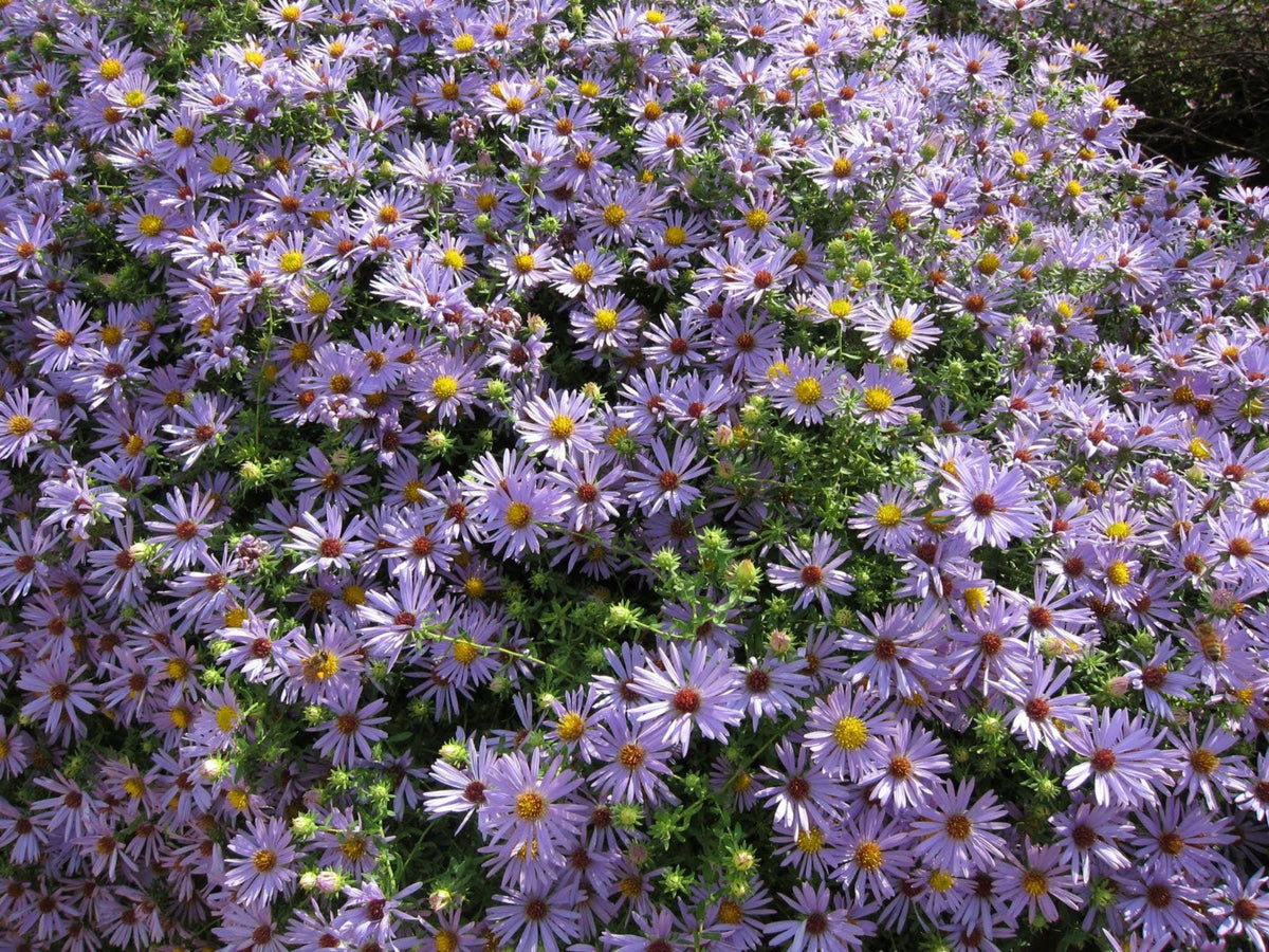 Symphyotrichum oblongifolium Seeds – Aromatic Aster, Native Perennial Wildflower for Pollinator Gardens, Lavender Purple Flowers